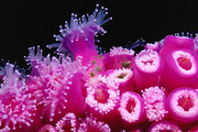 쳼�Soft Coral GrottoǱˮ��