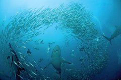 <b>������ʢ�磺ɳ�����Ǩ��</b>