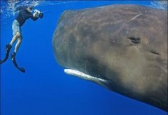 ���ز��鶯��Ǳˮ�ھ�����Ĩ�㾨