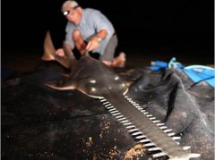 �ƽ����֮�գ��ڱǲ��Լ����������ݳ䵱����ͬʱ������������