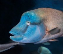 Ǳˮ����������