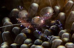 ˮ����Ӱ΢������66��